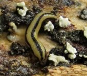 Stylommatophora, Philomycidae - Bioexploradores