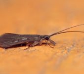 Philopotamidae Trichoptera, Philopotamidae - Bioexploradores