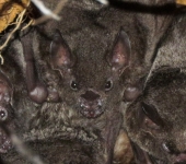 Murci.lagos con hoja nasal - familia Phyllostomidae - Bioexplora