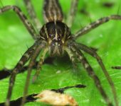 Ara.as de tela de guarder.a - familia Pisauridae - Bioexplorador