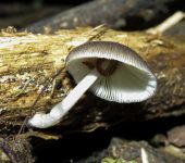 Pl.teos, volvarias y otros - familia Pluteaceae - Bioexploradore
