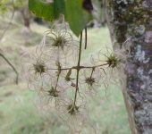 Ran.nculos, clem.tides, an.monas y otros - familia Ranunculaceae