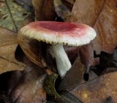 Hongos de pie fr.gil y otros - orden Russulales - Bioexploradore