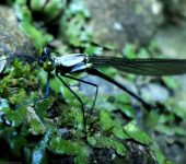 Teinopodagrion sp. (Odonata, Megapodagrionidae) - Bioexploradore