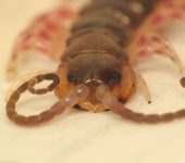 Ciempiés tropicales - orden Scolopendromorpha - Bioexploradores