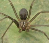 Arañas violinistas - familia Sicariidae - Bioexploradores