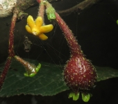 Limones de monte - familia Siparunaceae - Bioexploradores
