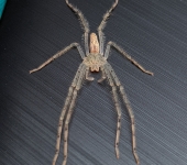 Sparassidae Arañas cangrejo gigantes - familia Sparassidae - Bioexploradores