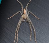 Arañas cangrejo gigantes - familia Sparassidae - Bioexploradores