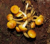 Hongos de excremento, hongos azufrosos y otros - familia Stropha