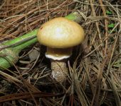 Pambazos viscosos y otros - familia Suillaceae - Bioexploradores