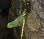 Lib.lulas esmeralda del Sur - familia Synthemistidae - Bioexplor