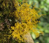 Teloschistales - Bioexploradores