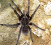 Tarántulas - familia Theraphosidae - Bioexploradores