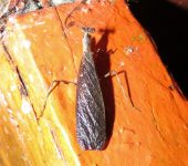 Mantodea, Thespidae - Bioexploradores