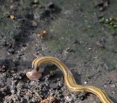 Tricládidos - orden Tricladida - Bioexploradores