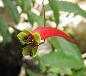Mastuerzos - familia Tropaeolaceae - Bioexploradores