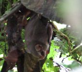 Vampyressa thyone (Chiroptera, Phyllostomidae) - BIOCEUDEA