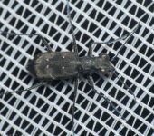 Brasiella sp. (Coleoptera, Cicindelidae) - Bioexploradores