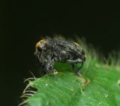 Peridinetus sp. 1 (Coleoptera, Curculionidae) - Bioexploradores