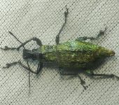 Exorides sp. 1 (Coleoptera, Curculionidae) - Bioexploradores