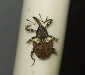Conotrachelus sp. (Coleoptera, Curculionidae) - Bioexploradores