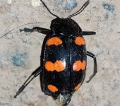 Scaphidomorphus bosci Scaphidomorphus bosci (Coleoptera, Erotylidae) - Bioexploradores