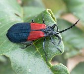 Macrolygistopterus sp. (Coleoptera, Lycidae) - Bioexploradores