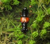 Megalopinus sp. Megalopinus sp. (Coleoptera, Staphylinidae) - Bioexploradores