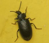 Anaedus sp. (Coleoptera, Tenebrionidae) - Bioexploradores