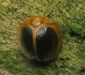 Nilio sp. (Coleoptera, Tenebrionidae) - Bioexploradores