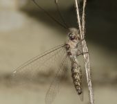 Ululodes sp. (Neuroptera, Myrmeleontidae) - Bioexploradores