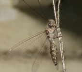 Ululodes sp. Ululodes sp. (Neuroptera, Myrmeleontidae) - Bioexploradores
