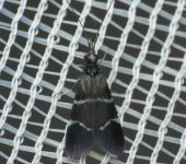 Smicridea sp. 1 Smicridea sp. 1 (Trichoptera, Hydropsychidae) - Bioexploradores