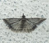 Alucita sp. 2 Alucita sp. 2 (Lepidoptera, Alucitidae) - Bioexploradores