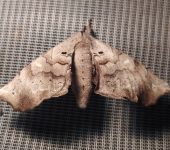 Apatelodes sp. 2 (Lepidoptera, Apatelodidae) - Bioexploradores