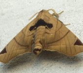 Apatelodes sp. 3 (Lepidoptera, Apatelodidae) - Bioexploradores
