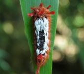 Oruga pelusa de alfombra / Prothysana sp. (Lepidoptera, Apatelod
