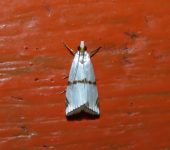 Argyria sp. 1 (Lepidoptera, Crambidae) - Bioexploradores