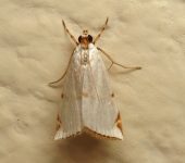 Argyria sp. 2 (Lepidoptera, Crambidae) - Bioexploradores