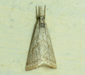 Microcrambus sp. (Lepidoptera, Crambidae) - Bioexploradores