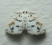 Neurophyseta sp. 1 (Lepidoptera, Crambidae) - Bioexploradores