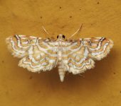 Undulambia sp. (Lepidoptera, Crambidae) - Bioexploradores