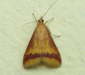 Pyrausta sp. 3 (Lepidoptera, Crambidae) - Bioexploradores