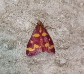 Pyrausta sp. 4 (Lepidoptera, Crambidae) - Bioexploradores