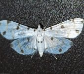 Pycnarmon sp. (Lepidoptera, Crambidae) - Bioexploradores
