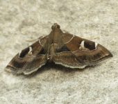 Lamprosema sp. 1 (Lepidoptera, Crambidae) - Bioexploradores