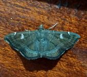 Lamprosema sp. 2 (Lepidoptera, Crambidae) - Bioexploradores