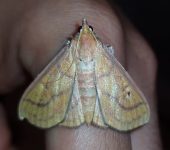 Anarmodia sp. 1 (Lepidoptera, Crambidae) - Bioexploradores