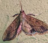 Anarmodia sp. 2 (Lepidoptera, Crambidae) - Bioexploradores